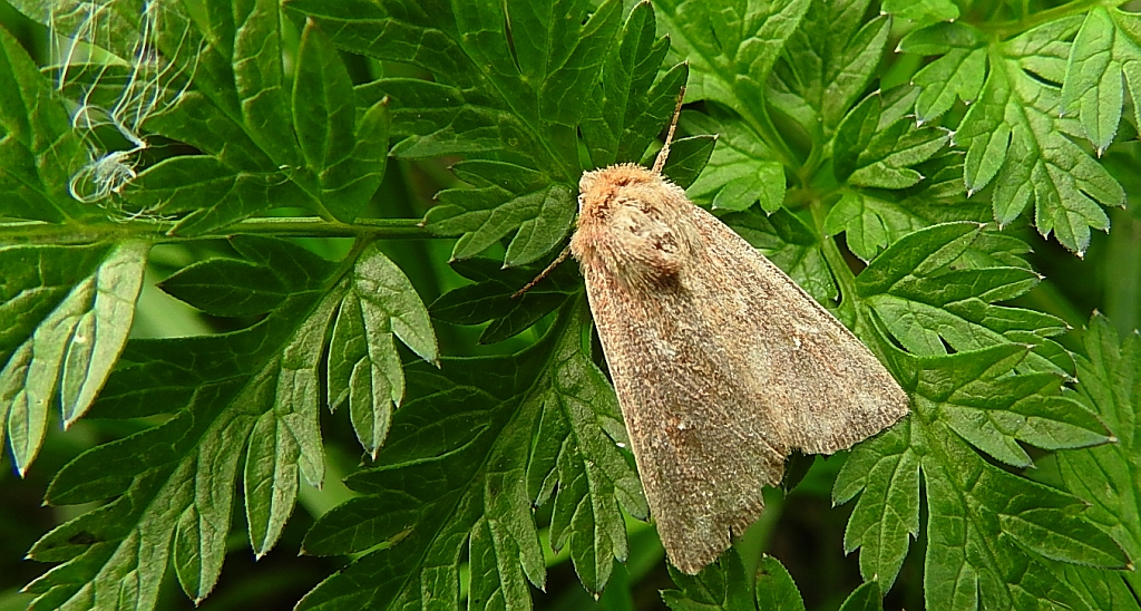 Piętnówka białokropka (Mythimna albipuncta)