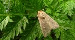 Piętnówka białokropka (Mythimna albipuncta)
