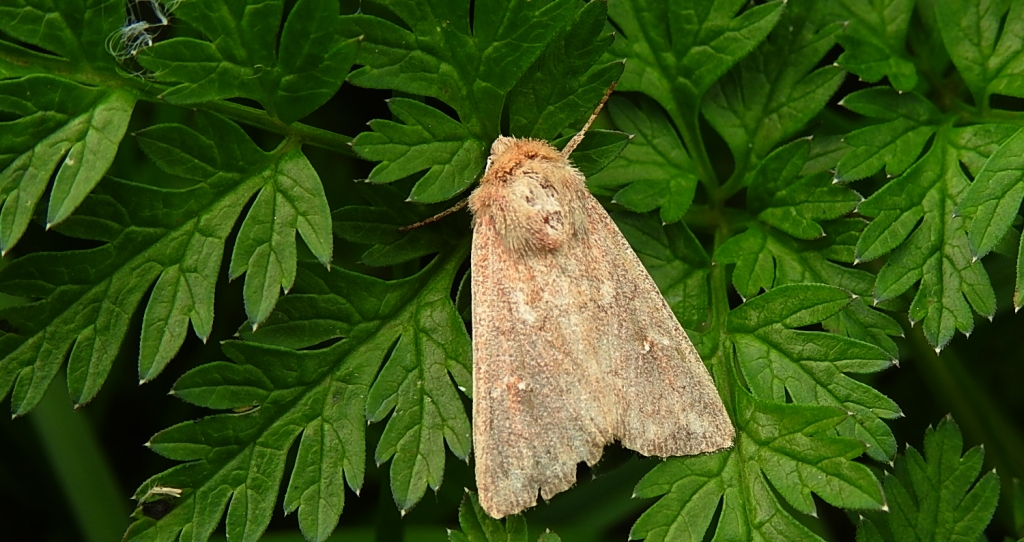 Piętnówka białokropka (Mythimna albipuncta)