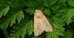 Piętnówka białokropka (Mythimna albipuncta)