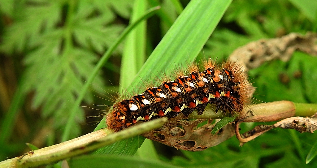 Wieczernica szczawiówka (Acronicta rumicis)