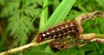 Wieczernica szczawiówka (Acronicta rumicis)