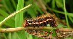 Wieczernica szczawiówka (Acronicta rumicis)