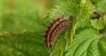 Sadzanka rumienica (Phragmatobia fuliginosa)