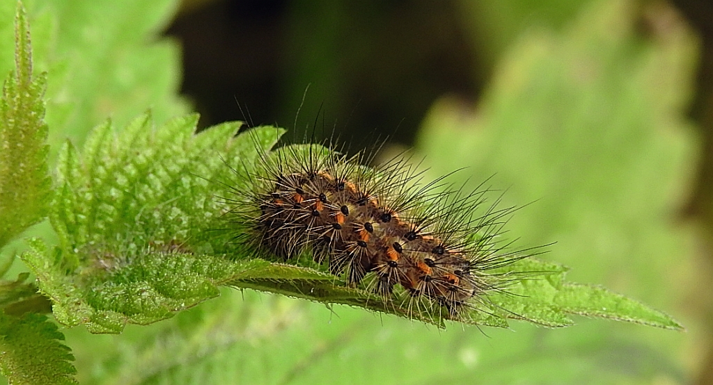 Sadzanka rumienica (Phragmatobia fuliginosa)
