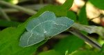 Miernik seledyniak (Chlorissa cloraria)