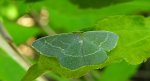 Miernik seledyniak (Chlorissa cloraria)