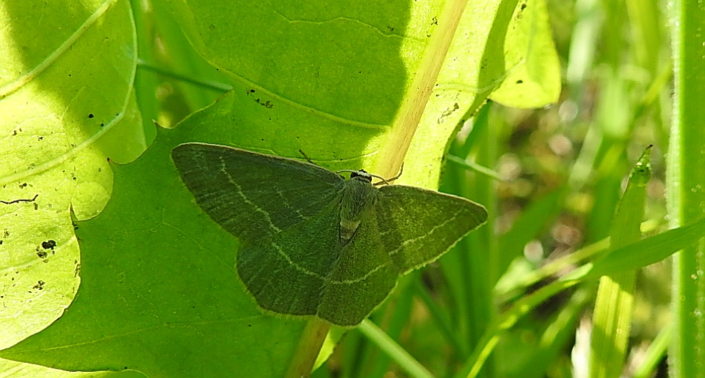 Miernik seledyniak (Chlorissa cloraria)