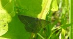 Miernik seledyniak (Chlorissa cloraria)