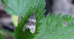 Celypha lacunana