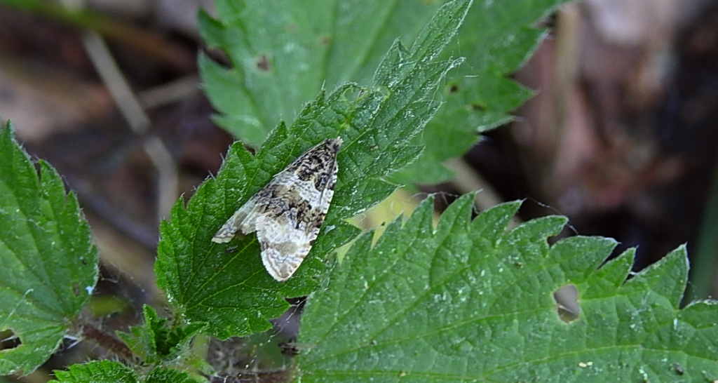 Celypha lacunana
