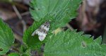 Celypha lacunana