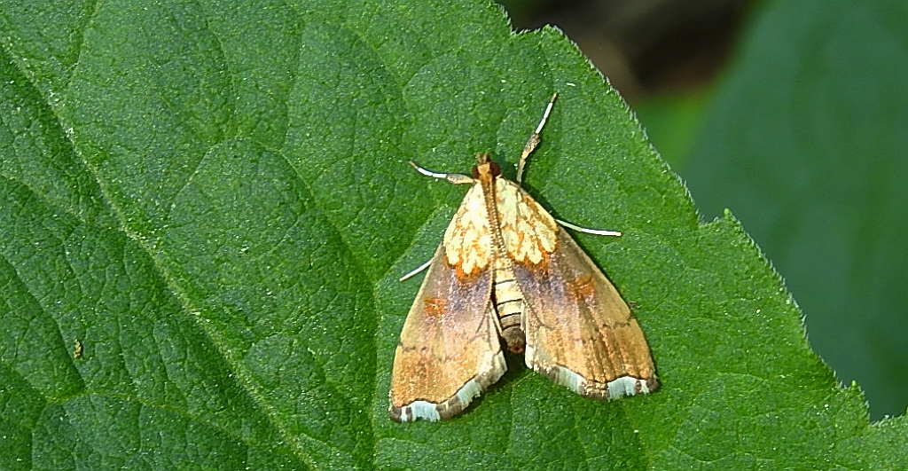 Agrotera nemoralis