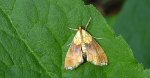 Agrotera nemoralis