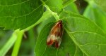 Eulia ministrana