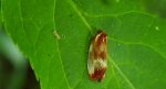 Eulia ministrana