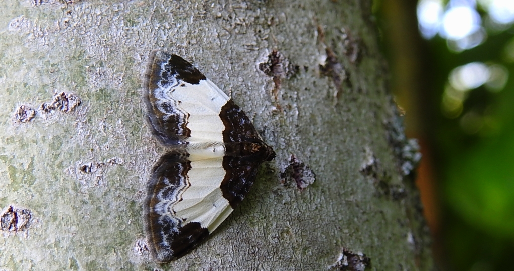Paśnik maliniak (Mesoleuca albicillata)