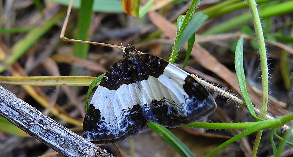 Paśnik maliniak (Mesoleuca albicillata)