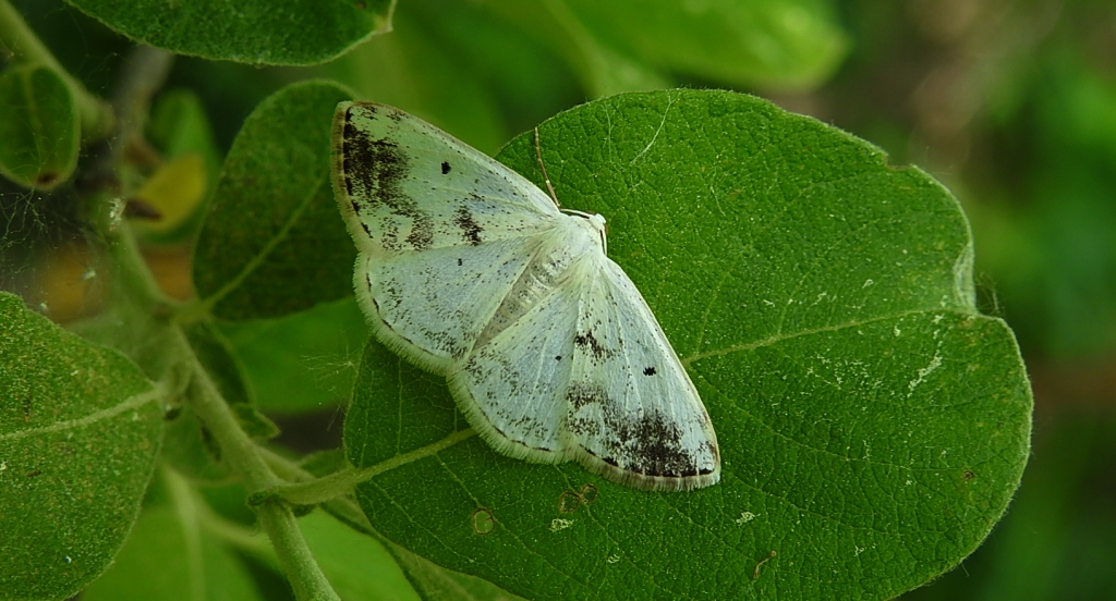 Ciemnokres czeremszak (Lomographa temerata)