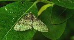 Płatynka grabówka (Trichopteryx carpinata)