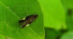 Hedya dimidiana