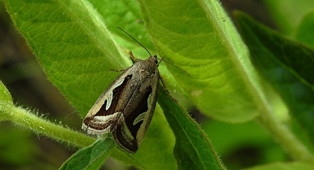 Deltote uncula