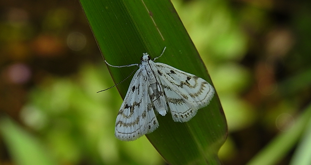 Parapoynx nivalis