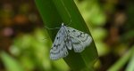 Parapoynx nivalis