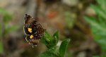 Pyrausta porphyralis