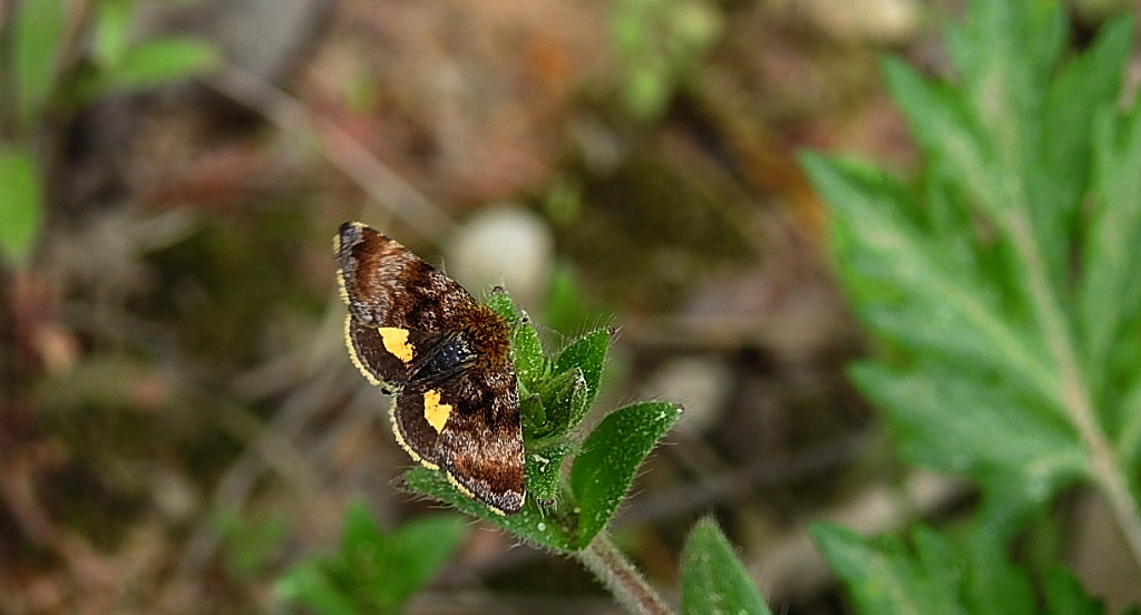 Pyrausta porphyralis