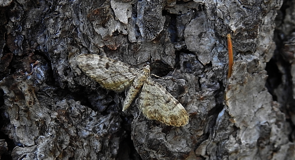 Grotnik modrzewiak (Eupithecia lariciata)
