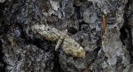 Grotnik modrzewiak (Eupithecia lariciata)