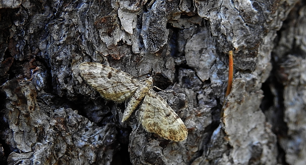 Grotnik modrzewiak (Eupithecia lariciata)