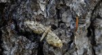 Grotnik modrzewiak (Eupithecia lariciata)