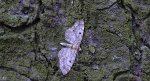 Grotnik modrzewiak (Eupithecia lariciata)