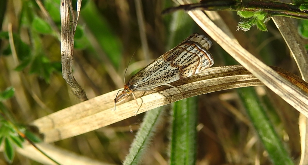 Wachlarzyk kołacznik (Thisanotia chrysonuchella)