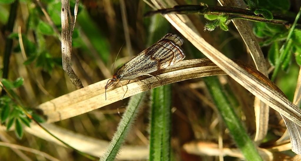 Wachlarzyk kołacznik (Thisanotia chrysonuchella)