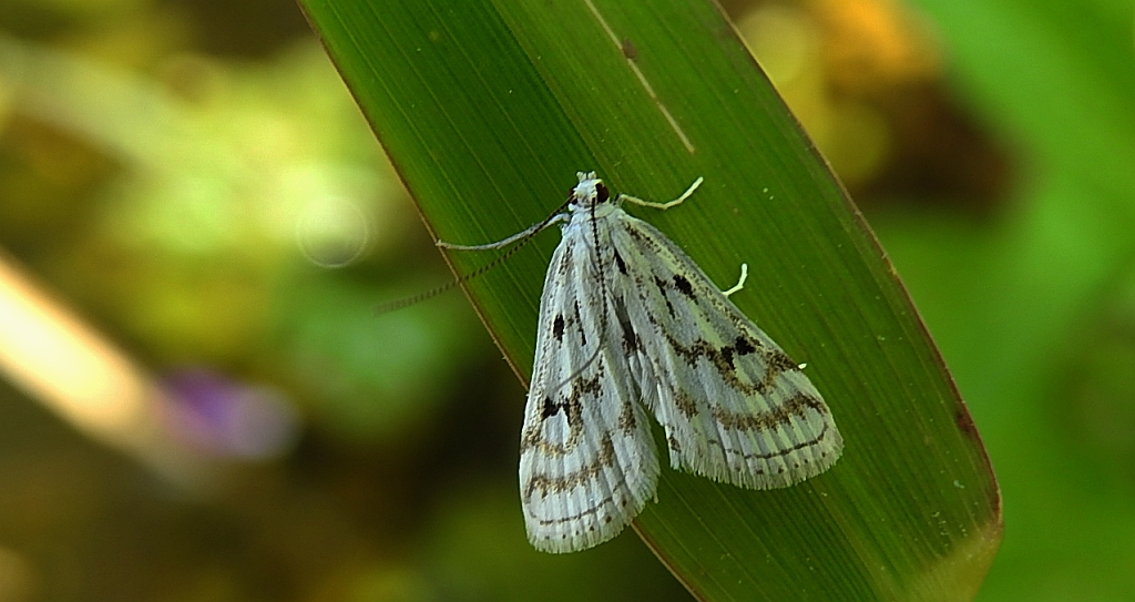 Parapoynx nivalis