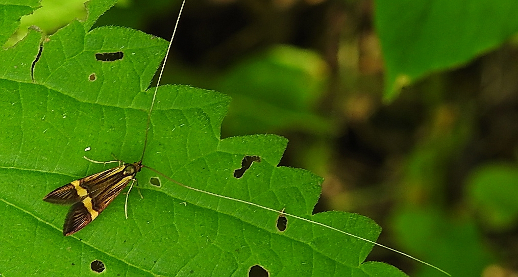 Wąsateczka zawilczaneczka (Nemophora degeerella)