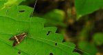 Wąsateczka zawilczaneczka (Nemophora degeerella)