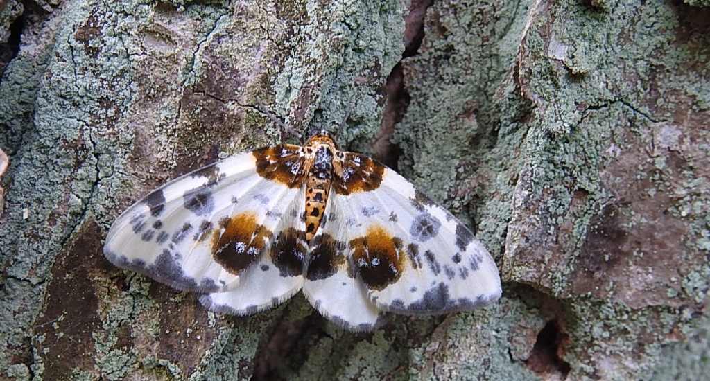 Plamiec leśniak (Abraxas sylvata)
