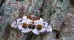 Plamiec leśniak (Abraxas sylvata)