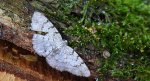 Przylepek kruszyniak (Peribatodes rhomboidaria)