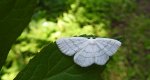 Ciemnokres wierzbowiec (Cabera pusaria)