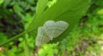 Ciemnokres wierzbowiec (Cabera pusaria)