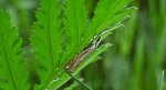 Crambus lathoniellus