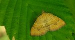 Paśnik goździeniak (Camptogramma bilineata)
