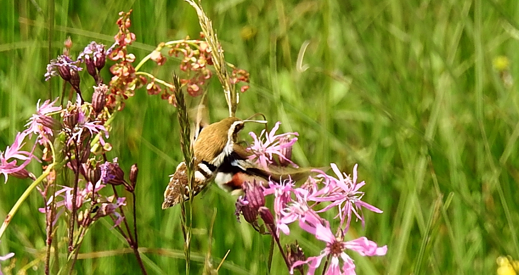 Zmrocznik przytuliak (Hyles gallii)
