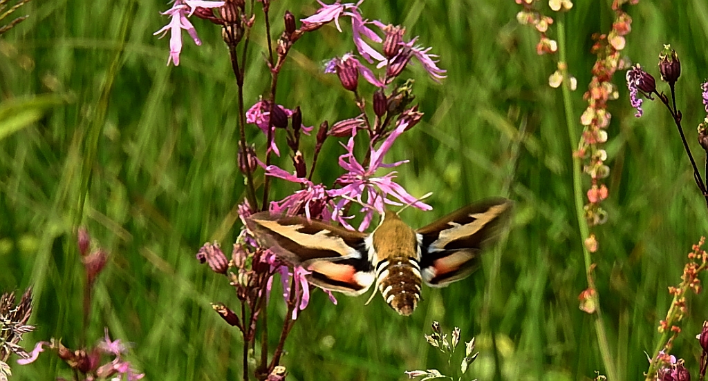 Zmrocznik przytuliak (Hyles gallii)