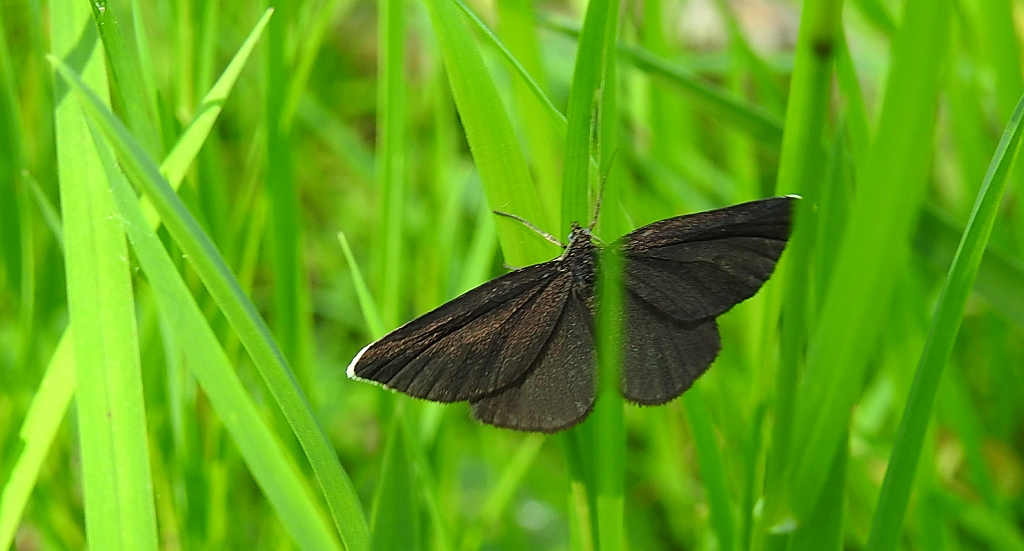 Biesek murzynek (Odezia atrata)